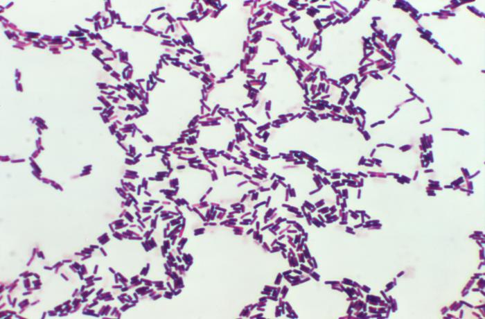 Bacillus coagulans Lab-19