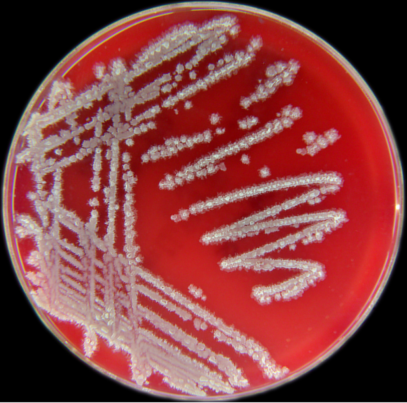 Bacillus licheniformis SKB 1809